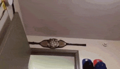 07-funny-animal-gifs-121-sugar-glider