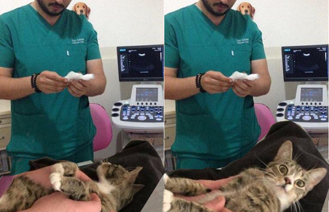 котэ-взгляд-2978676