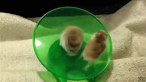 09-funny-gif-162-hamsters