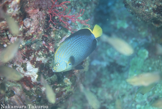 アカネキンチャクダイのコピー