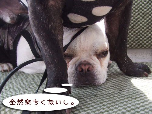 �ˎގ��ˎގ�