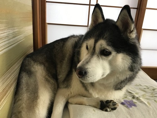 動かないパル
