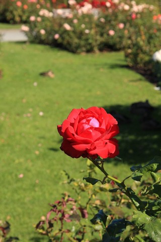 Wellington BotanicGarden��RedRose