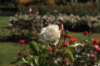 Wellington��BotanicGarden WhiteRose