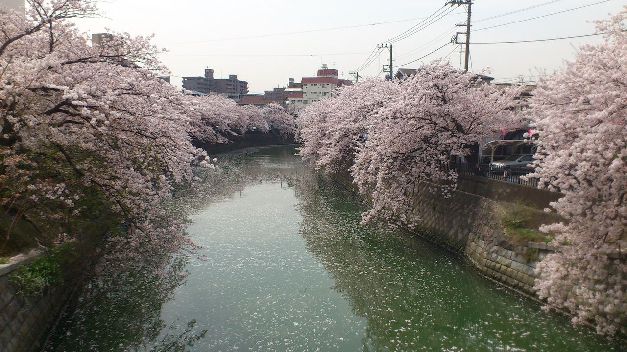 �ָ��ݥ���� #��ž�� #cycleJp #sakura #��