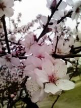 アーモンド