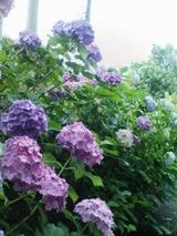 紫陽花