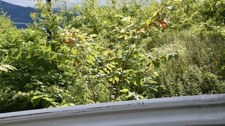 23-DSC_6047
