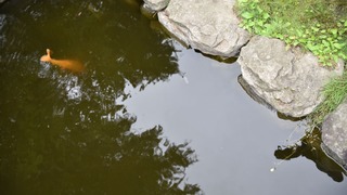 18-DSC_5146
