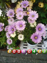 ご近所の花を撮ってみました