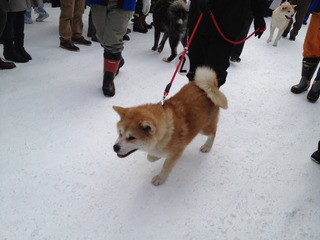 inu