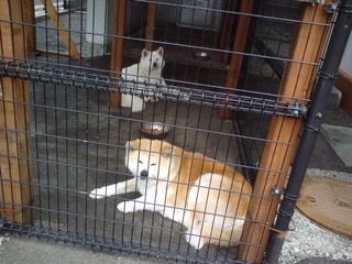 dogs