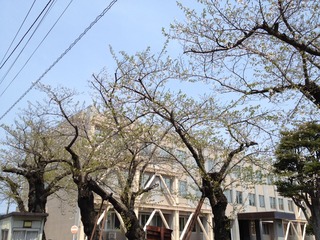 sakura