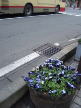すみれの鉢
