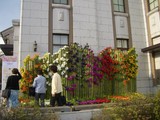 八十二大門花