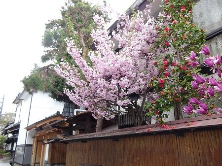 DSC00470 (2)
