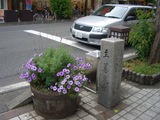 鉢の紫花寄せ植え