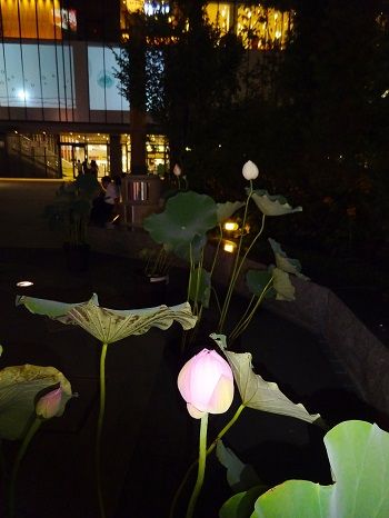 DSC01666 (2)