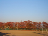 校庭の紅葉