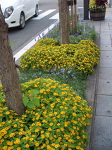 大門交差点の花々
