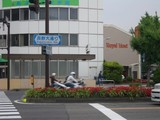 長野大通り沿いの花
