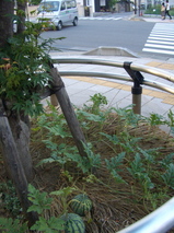 交差点角のすいか