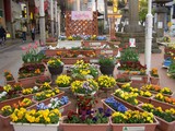 後町小花