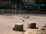 南千歳公園噴水と鳩