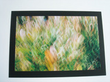nature_flower01