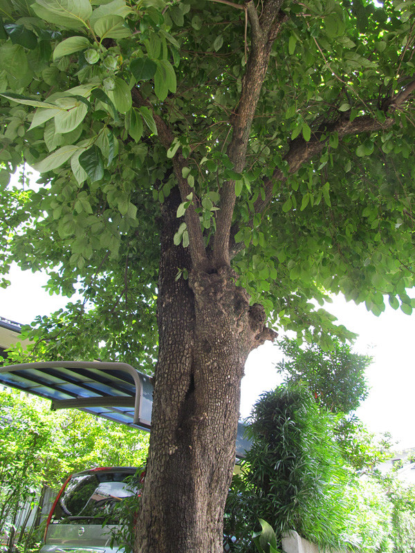 IMG_0029 (2)