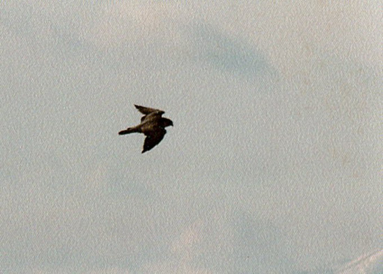 hayabusa841