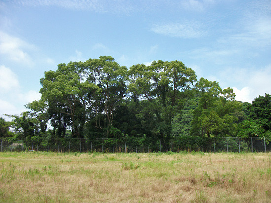 DSCF6295