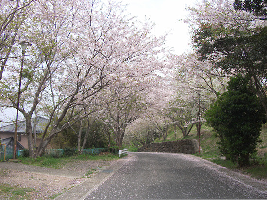 DSCF5561