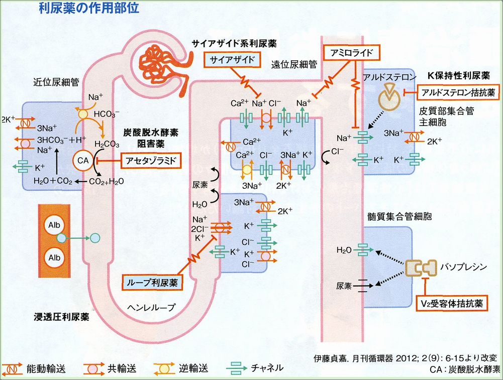 太田東こども&おとな診療所使用薬品解説利尿薬 太田東こども&おとな診療所使用薬品解説利尿薬