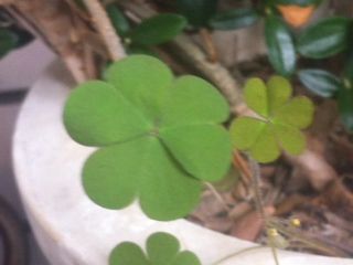 clover
