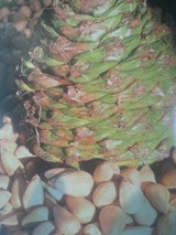 Bunyabunya2