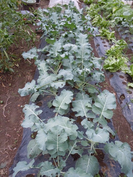 2010冬野菜3