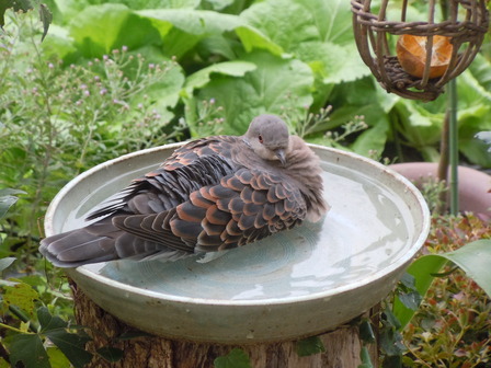 鳩の長湯14