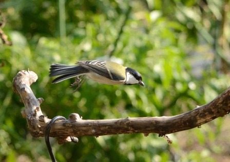 bird01_01