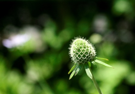 �ޥĥॷ���� (7)