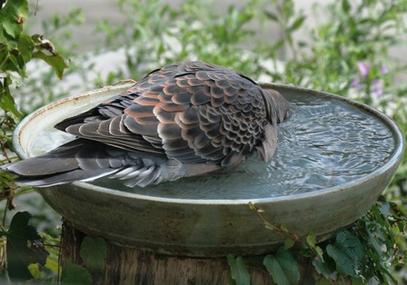 キジバト長湯1