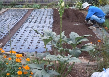 2010冬野菜1