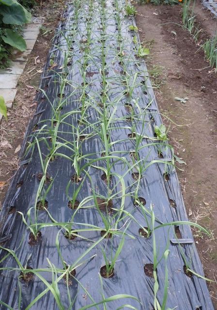 2010冬野菜2