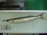kamasu 005
