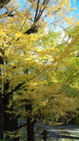 20101121144543