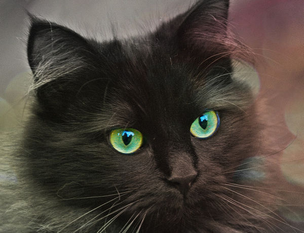 黒猫13