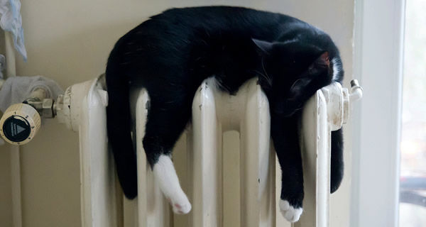 黒猫10