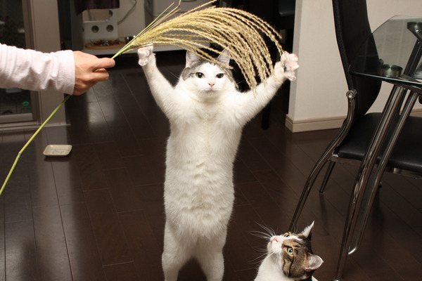 no