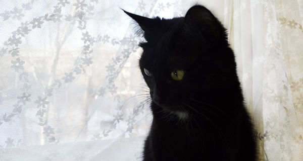 黒猫04
