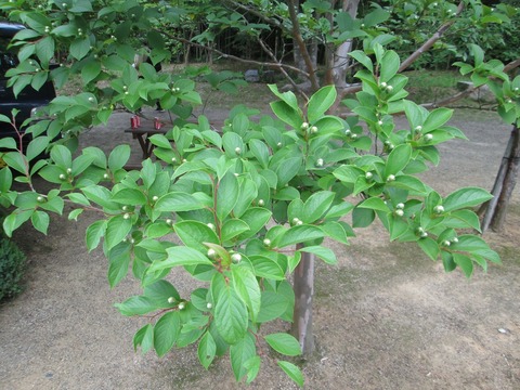 沙羅双樹